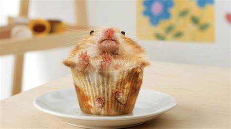 cute hamster|funny hamster pictures.